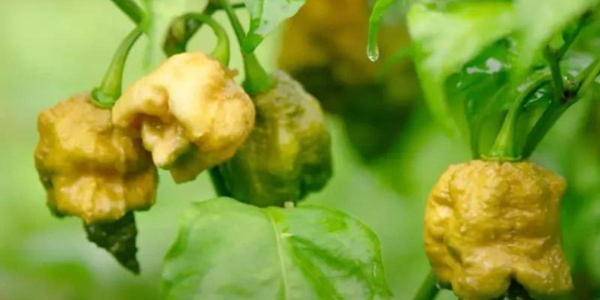 Bandar Habanero Terbaik: Pilihannya untuk Sensasi Pedas Tertinggi